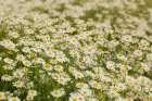 USA-Colorado Wild chamomile flowers in a mountain meadow Art Print